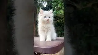 Wow Cute kitty 🥰| Persian Cats for life | Persian cat | Cats video | kittens for sale | cats sound