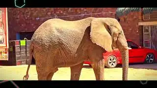 An Elephant Strolling Down the Streets of Chirundu, Zimbabwe