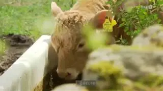 Gefährdete Nutztierrassen ORF Kärnten heute