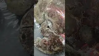 A Gorgeous $2000 Fossil (Ammolite on Ammonite
