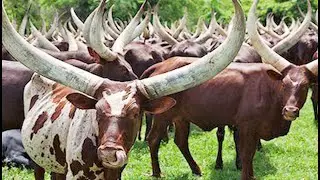Ekyevugo Ente - Ego Ndikafa | Ankole Culture #Bahima