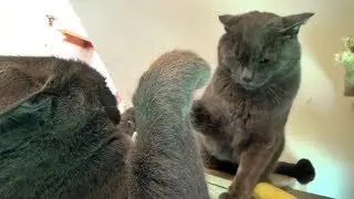 Monkey & Thunder - Those Fightin' Cat Brothers!