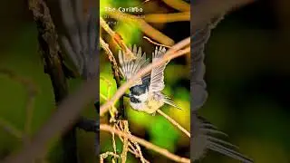 Flight of the Chickadee