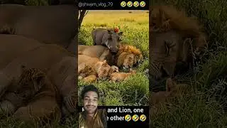 18Warthog's Revenge😁🫣 (Revenge part 4)#wildanimals #wild life
