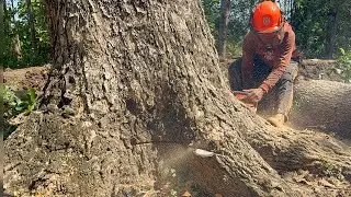 Before it became a threat, we felled this big tree‼️