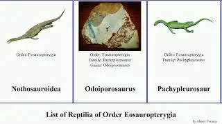 List of Reptilia of Order Eosauropterygia Serpianosaurus Neuticosaurus Pachypleurosaurus Natural