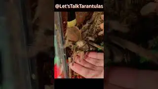 @LetsTalkTarantulas  follow her on YouTube
