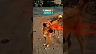 Dog Se Dar lagta hai | Pulsar Ns200 | Pulsar Ns 200 Modification | Bike Modified #ns200 #biker #dog