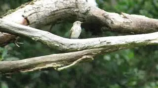Spotted Flycatchers, Southey Woods, near Peterborough, Cambridgeshire, 22/7/20