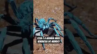 as 5 aranhas mais venenosas do mundo!#aranha #spider #top5 #animais#curiosidades