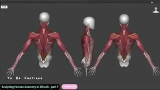 3D Sculpt Human Anatomy in ZBrush - Part 7 - Arm and Finger Muscles