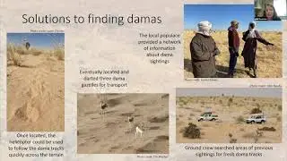 Challenges associated with remote area capture of dama gazelles