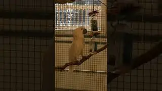Foraging toy failure