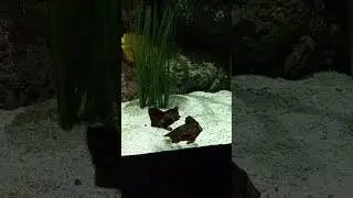Aquarium #aquarium #aquaticfish