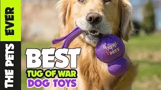 ✅Top 5 Best Tug of War Dog Toys  in 2023