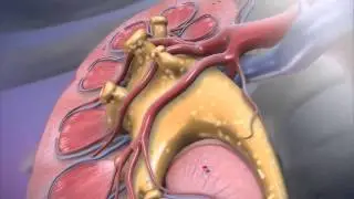Secretion: Learn@Visible Body