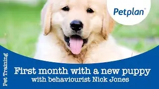 When To Start Training a Puppy - Petplan