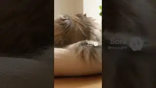 Calming Fluffy Cat Moment
