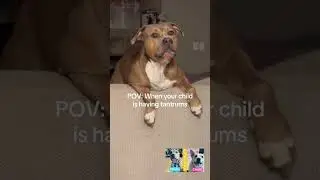 Can you translate? #famtayo #chubi #Micah #shibalab #pitbull #followus #dog #dogsofinstagram #funny