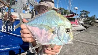 Lots of Action Fishing the Noosa River - Various Trevally Species