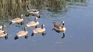 Beautiful Wild Canada goose family,wild ducklings with mother duck relaxing on the pond,JULY 