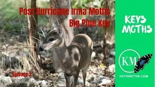 Post Hurricane Irma Keys Moths Episode 3 Interview with Kristie Killam of Key Deer Refuge