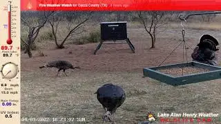 Strutting Turkey with hens! (04/03/22) - Lake Alan Henry Weather - Texas