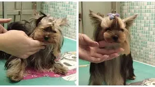 Asian Style Yorkie Grooming | Calm ASMR