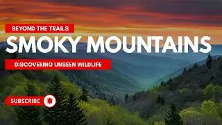Beyond the Trails | Discovering Unseen Wildlife in the Smoky Mountains | Lazy Dog Travels