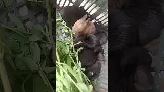 rabbit baby eating Grass #short video
