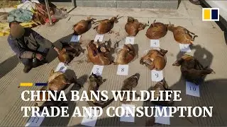 China orders complete ban on trade in wildlife for food to combat coronavirus epidemic