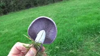 The incredible Field Blewit mushrooms. [Identification]
