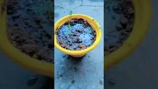 Grow gram from seeds 🌿🌿🌿