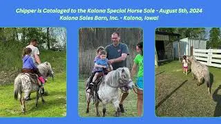 Chipper | Kalona Special Horse Sale 8/5/24