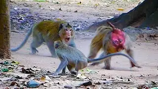 OMG, A big monkey Santra from Amari monkey group come alone to make a war with hold Amber Group