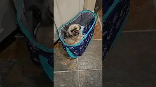 Mochi new bed. #crazy #silly #dog #shitzu #kidactivity #dogshorts
