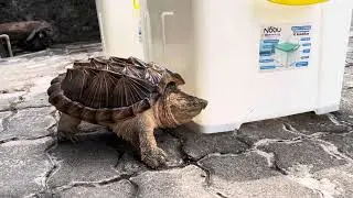 Hybrid Snapping Turtle