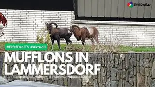 Die Mufflons in Lammersdorf