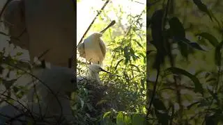 spoonbill nest #spoonbill #youtubeshorts #shortsvideo #shortsviral #bird #short #shorts