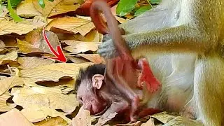 SHOCKING...ANNA BEAT BABY ARIANA WITHOUT REASON