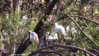 Birdlife around Macksville