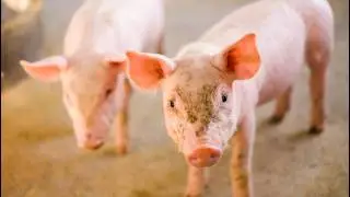 A Creature Born from a Scientific Mistake&hellip; Half Dog, Half Pig