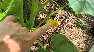 After Another Extreme Heat Day, How Did My Garden Go?  First Zucchinis Here - Reverse Homesteading