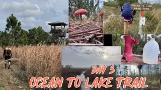 Ocean to Lake Trail Thru Hike - Day 3: Beautiful Florida Wilderness
