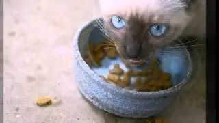 dry food for cats with urinary problems