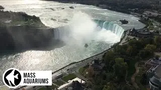 MASS Aquariums takes a trip to some FAMOUS Waterfalls!