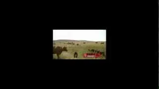 BRAR USFRA Video Entry