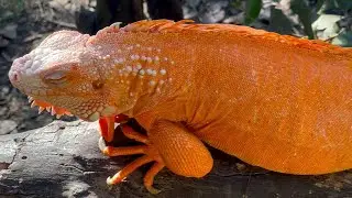 Orange color morph of green iguana