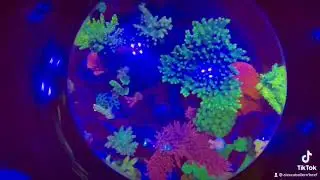 Sps reef tank