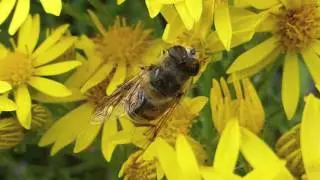 In Praise of Ragwort